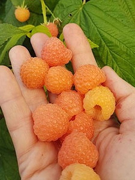 Malina pomarańczowa Jantar