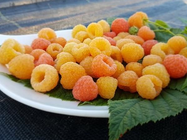 Owoce maliny Jantar