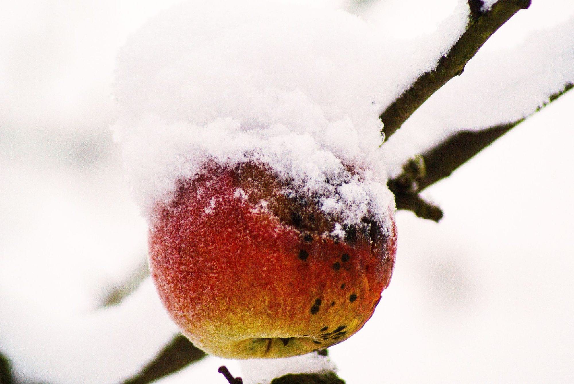 jabłko zimą