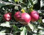 Jabłoń Jonatan-sadzonki drzewek owocowych