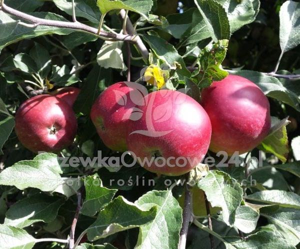 Jabłoń Jonatan-sadzonki drzewek owocowych