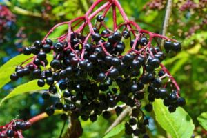 czarny bez - kiść owoców na krzewie