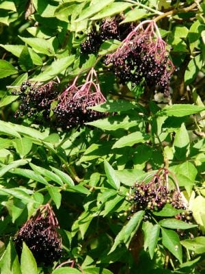 owoce czarnego bzu - sadzonki krzewów