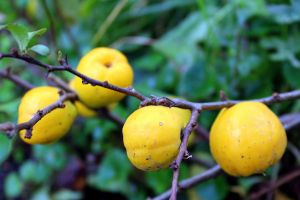 pigwowiec - sadzonki ze szkółki krzewów owocowych