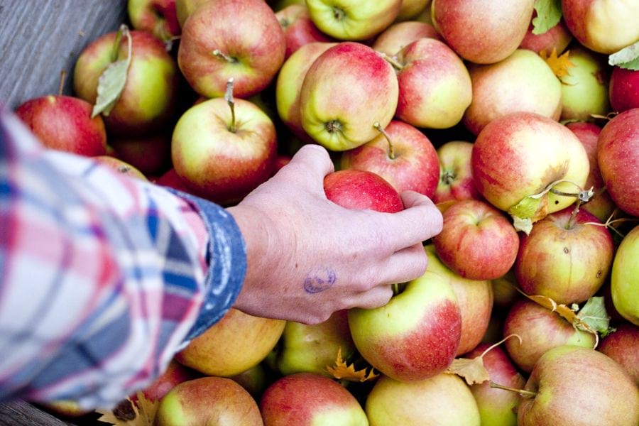 owoce ze starej odmiany jabłoni