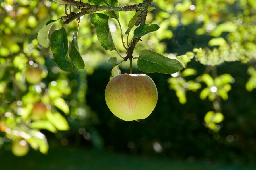 jabłko na gałęzi starej odmiany jabłoni