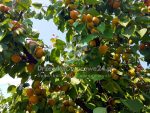 Morela Goldrich - sadzonki z owocami