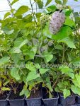 Morwa biala Milanówek - sadzonki