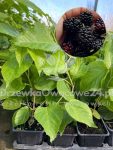 Morwa czarna Illinois Everbearing - sadzonki