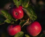 jabłoń rubinola
