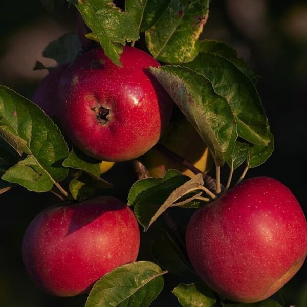 jabłoń rubinola