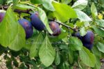 Śliwa Record - owocujące sadzonki