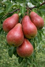 Grusza Dicolor