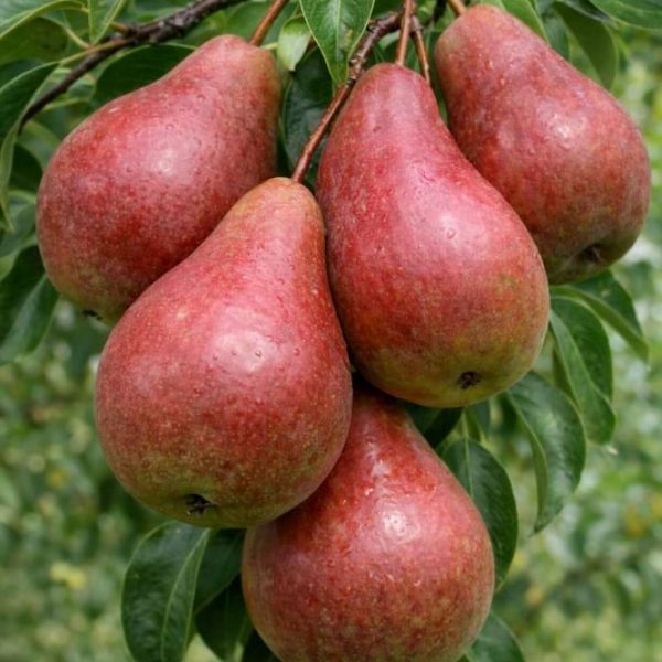 Grusza Dicolor