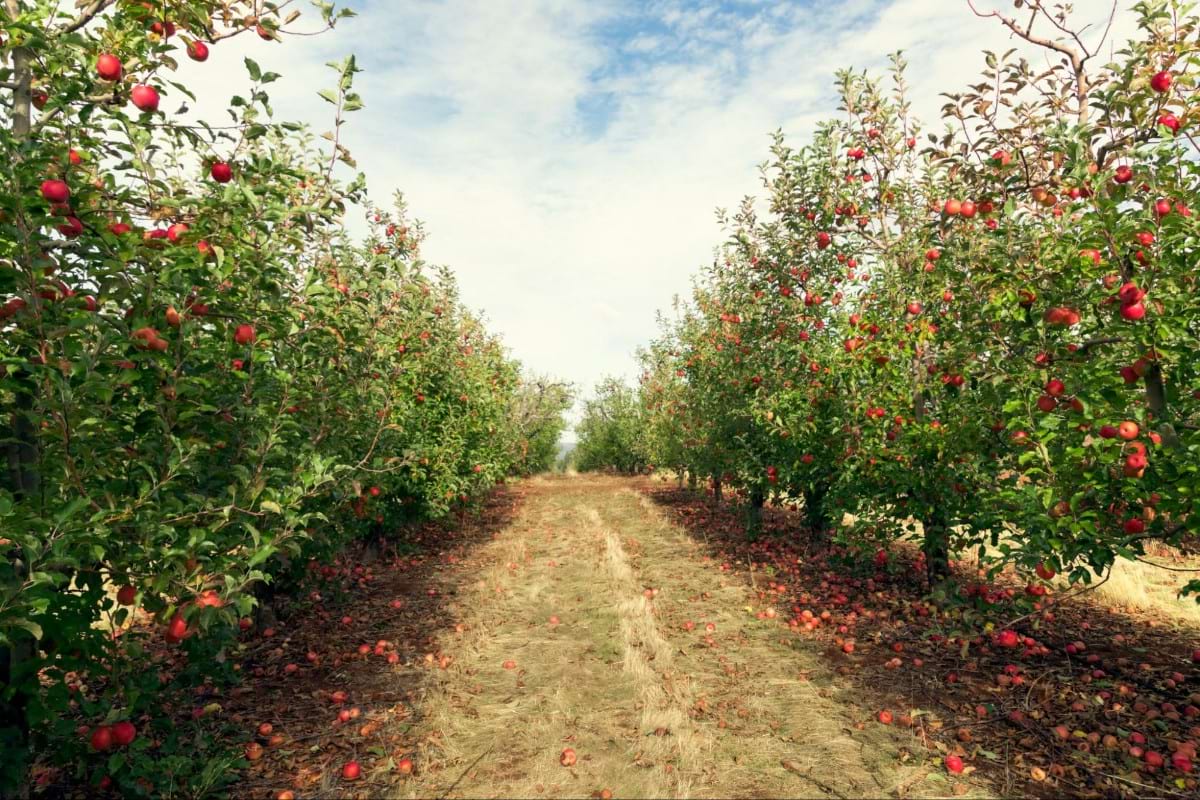 sad pełen zdrowych jabłoni