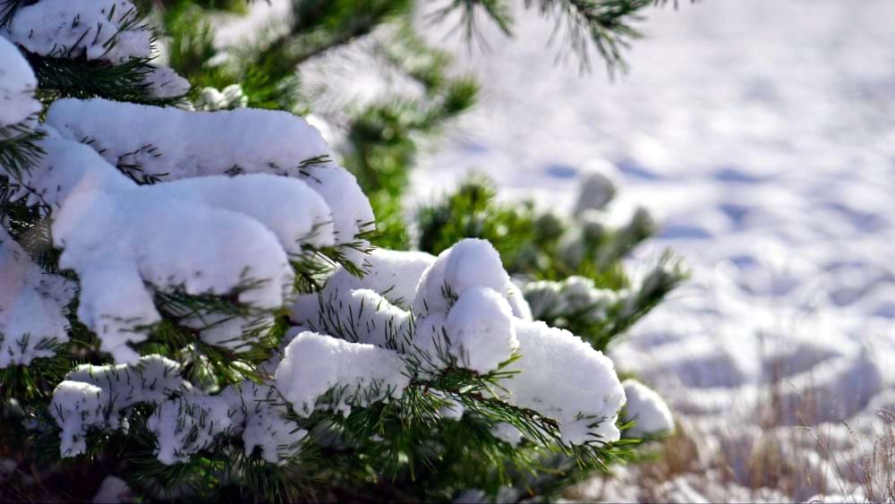 śnieg przykrywający sosnowe gałązki