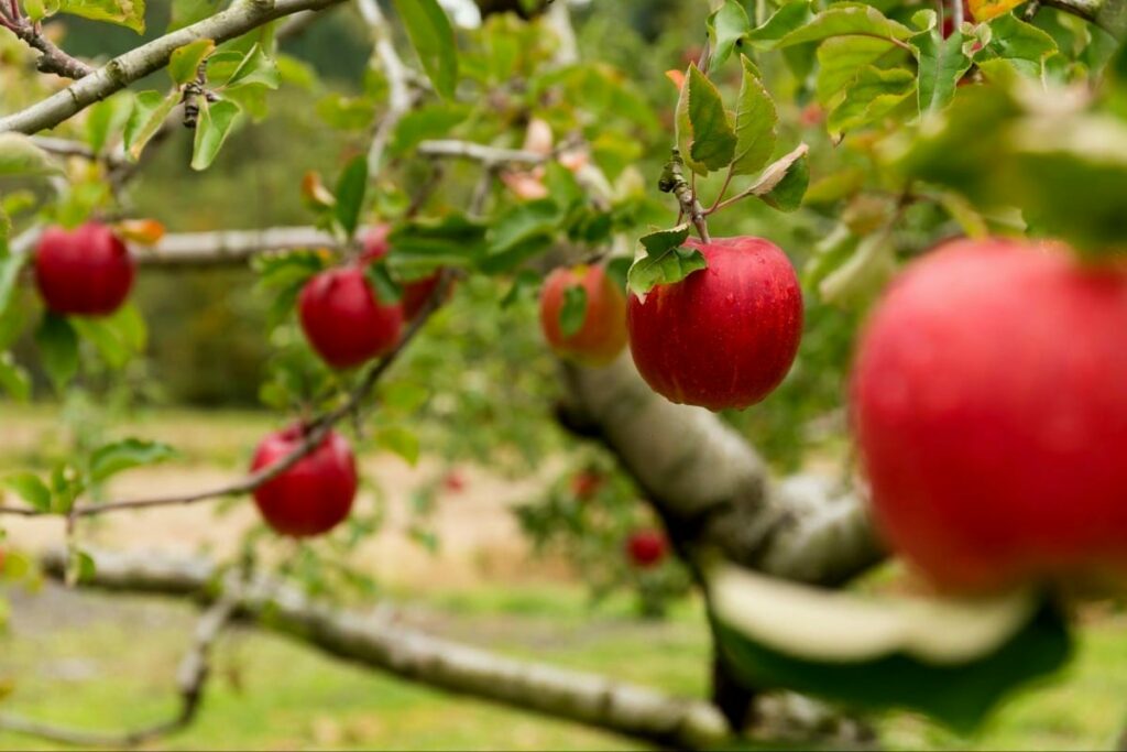 jabłka wiszące na jabłoni