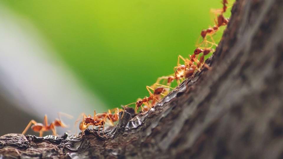 trasa mrówek