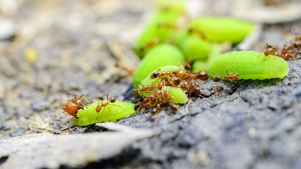 inwazja mrówek