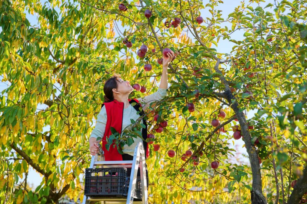 kobieta zbierająca jabłka