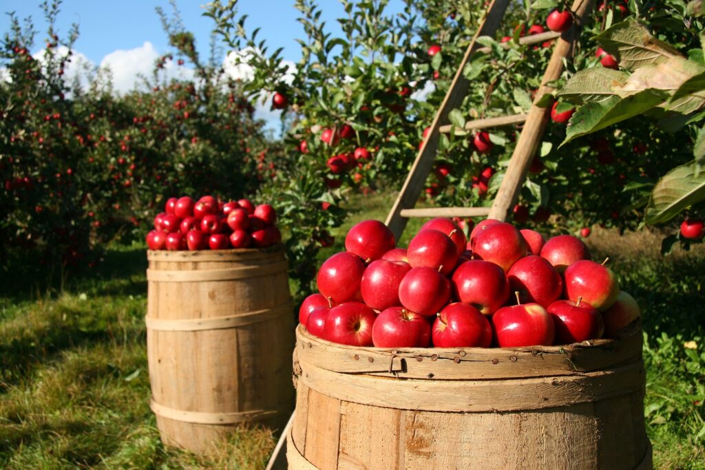 czerwone jabłka w sadzie