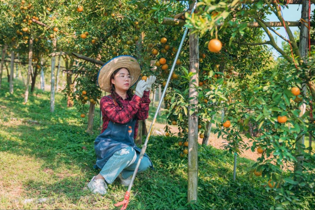 kobieta zbierająca owoce we własnym ogrodzie