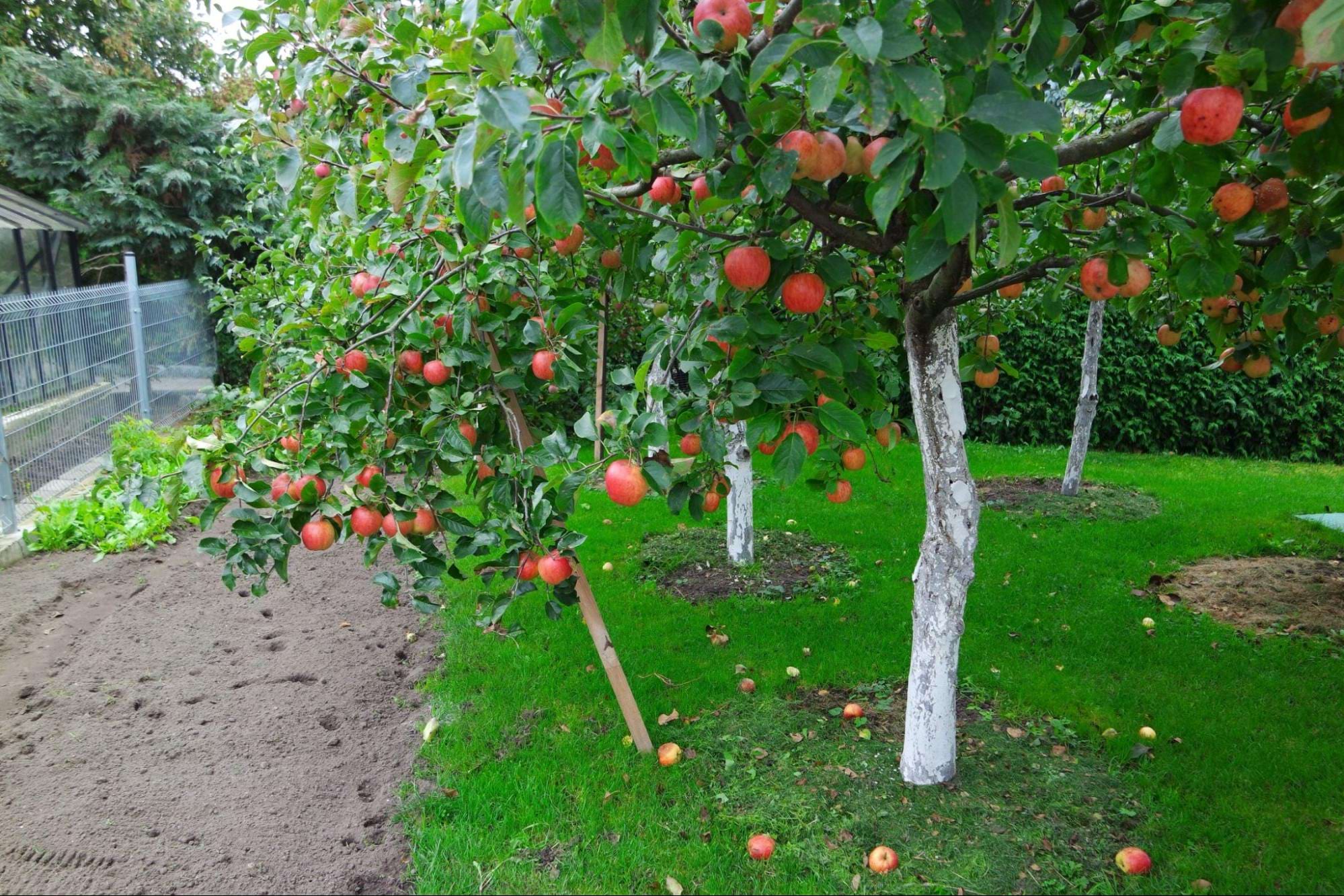 jabłonie rosnące na słonecznym stanowisku