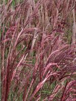 Miskant chinski Red Chief