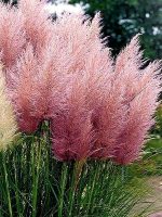 Trawa pampasowa PINK FEATHER