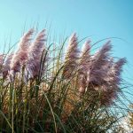 Trawa pampasowa PINK FEATHER