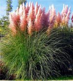 Trawa pampasowa PINK FEATHER