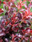 berberys thunberga atropurpurea