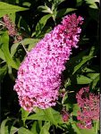 budleja dawida pink delght