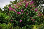 budleja dawida royal red