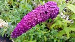 budleja dawida royal red