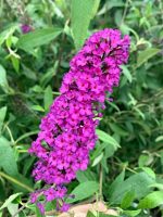 budleja dawida royal red