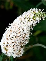 Budleja Dawida white profusion