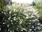 Budleja Dawida white profusion