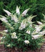Budleja Dawida white profusion