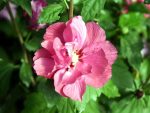 Hibiskus Ketmia Duc de Brabant