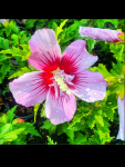 hibiskus ketmia woodbridge
