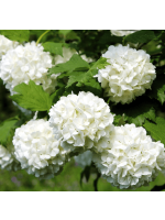 kalina koralowa roseum