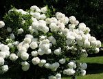 kalina koralowa roseum