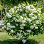kalina koralowa roseum