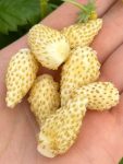 poziomka yellow wonder