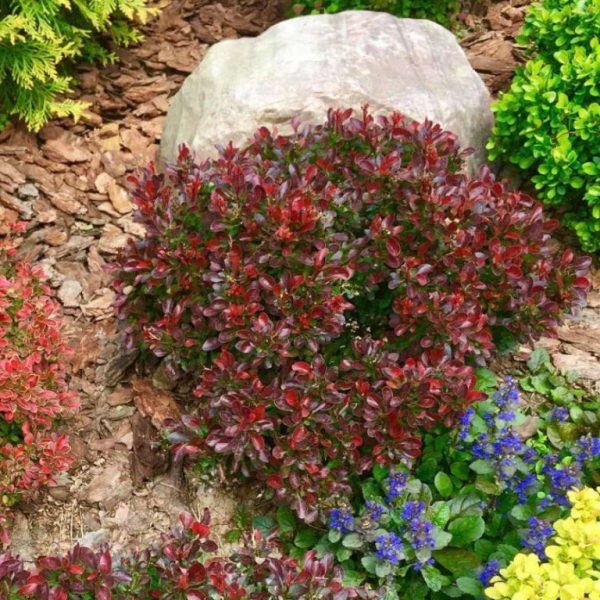 Berberys Thunberga Bagatelle