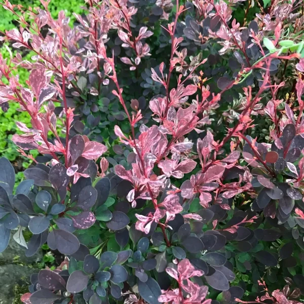 Berberys Thunberga Harlequin