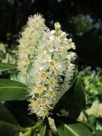 Laurowiśnia wschodnia Caucasica