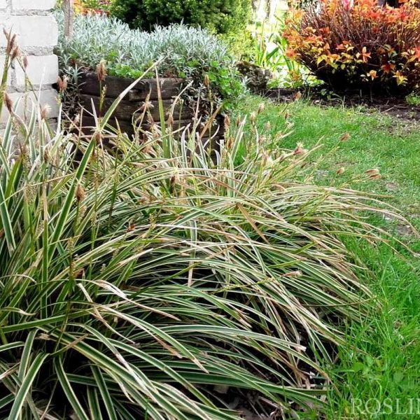 Turzyca japońska pstrolistna Variegata