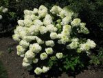 Hortensja bukietowa Phantom